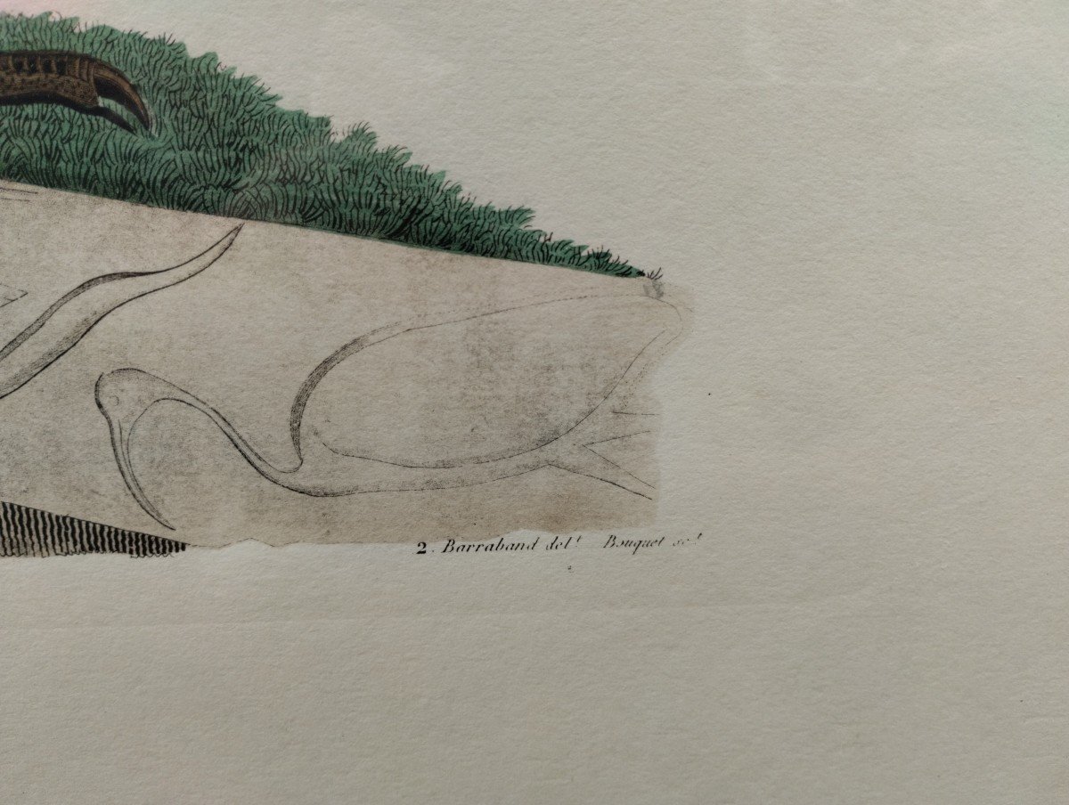 Engraving - Description Of Egypt - Birds - Zoology - Jacques Barraband - C. 1810.-photo-3