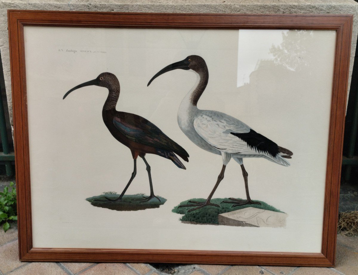 Engraving - Description Of Egypt - Birds - Zoology - Jacques Barraband - C. 1810.