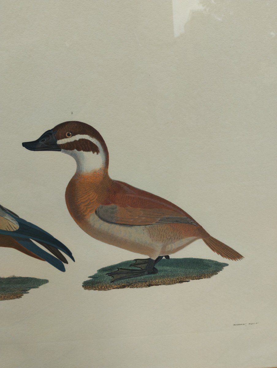 Engraving - Ducks - Description Of Egypt - Birds - Zoology - J. Barraband - C.1809.-photo-2