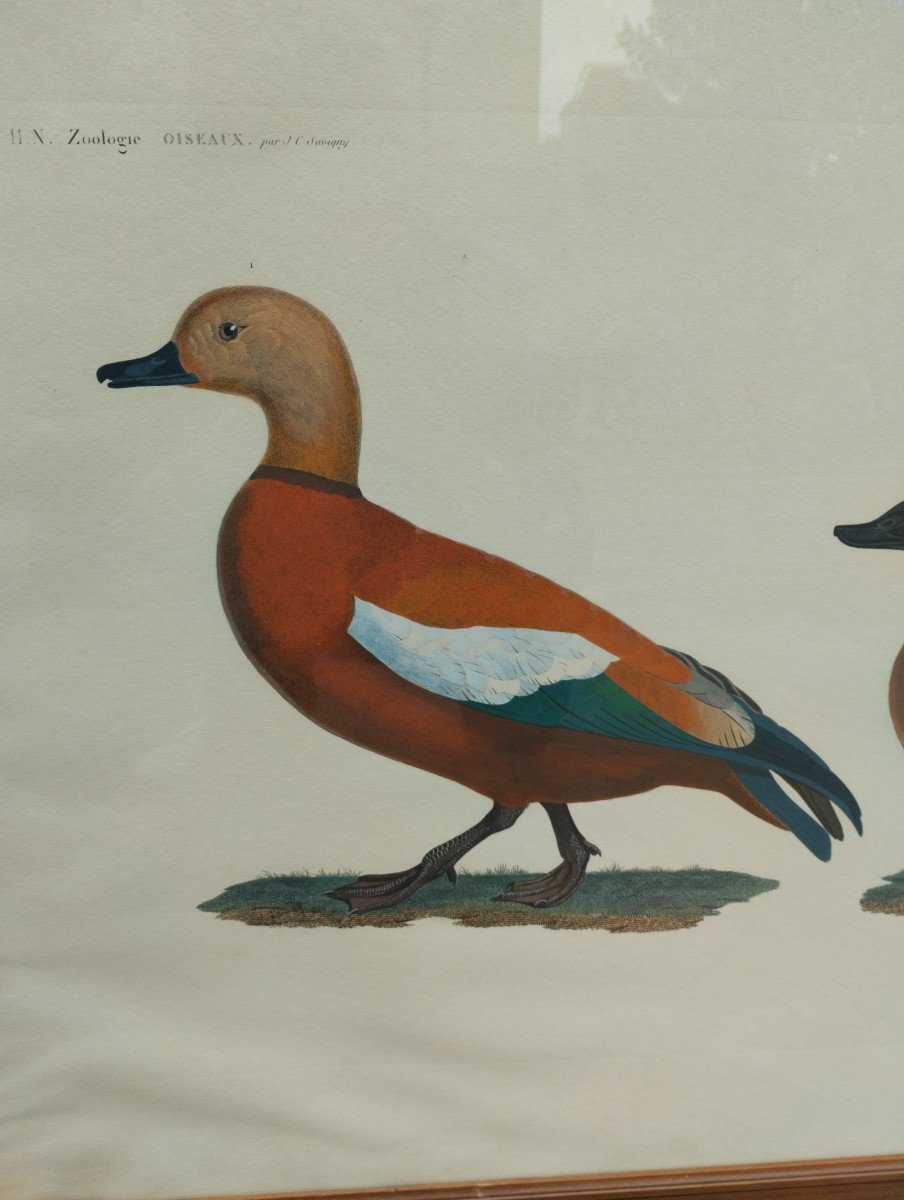 Engraving - Ducks - Description Of Egypt - Birds - Zoology - J. Barraband - C.1809.-photo-3