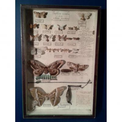 Boite d'entomologiste, papillons nuisibles, Maison Deyrolle, Vers 1950