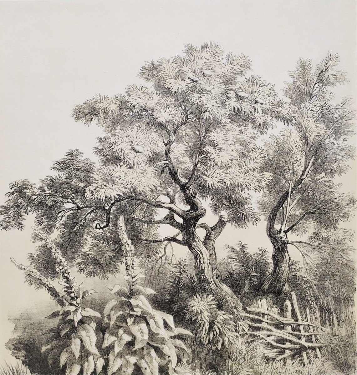  Trees Landscape After Hubert 19th Century Lithograph Old Print-photo-3