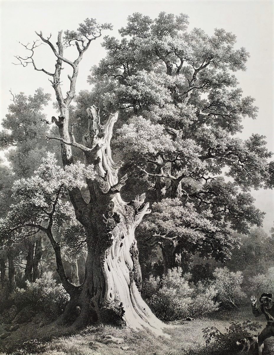 Lithograph The Tree 19th C Old Print -photo-3