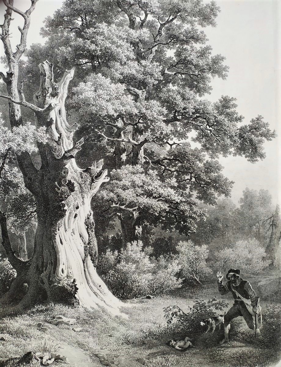 Lithograph The Tree 19th C Old Print -photo-5