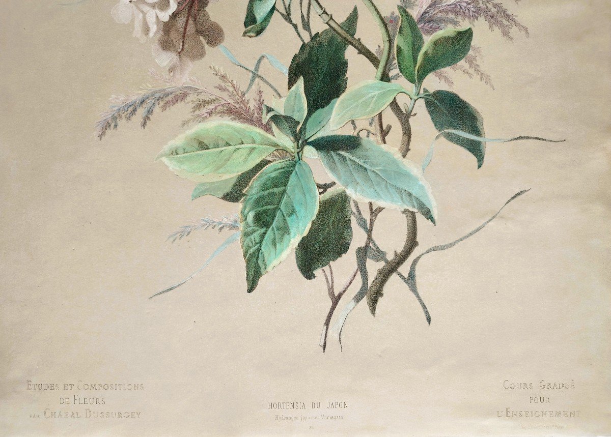 Hydrangea Flowers Large Watercolored Lithograph After Chabal Dussurgey 19th C Old Print-photo-4