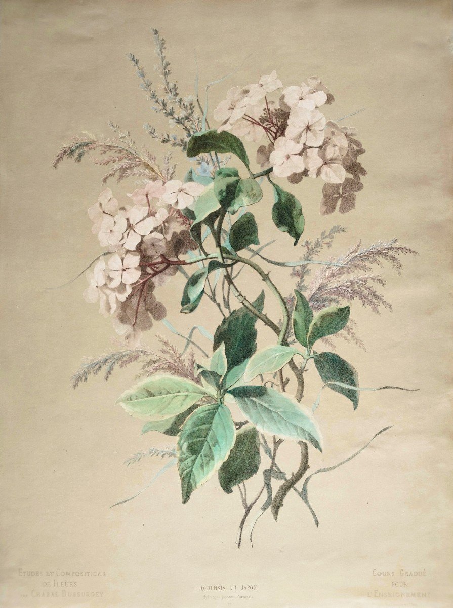 Hydrangea Flowers Large Watercolored Botanical Lithograph By Chabal Dussurgey 19th C Old Print-photo-3