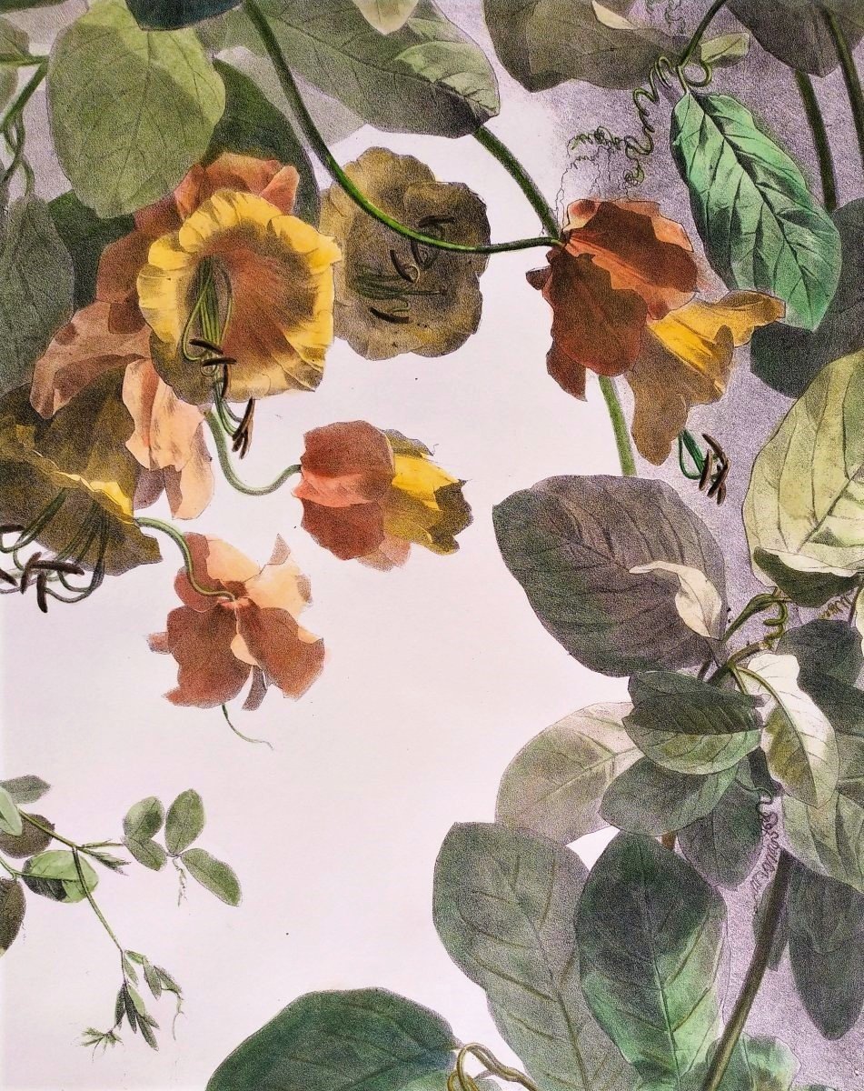 Climbing Cobea Watercolored Botanical Lithograph 19th C Flowers -photo-4