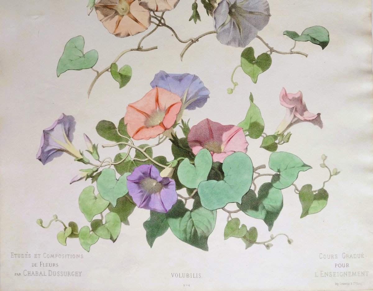 Volubilis Flowers Botanical Watercolored Lithograph By Chabal Dussurgey 19th C Old Print-photo-4