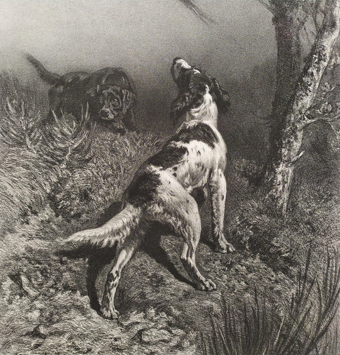 Chiens De Chasse Et Faisan lithographie 19ème-photo-3