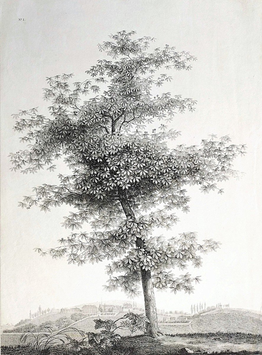 Paysage à l'Arbre  Gravure Ancienne d'époque Empire 19ème -photo-1