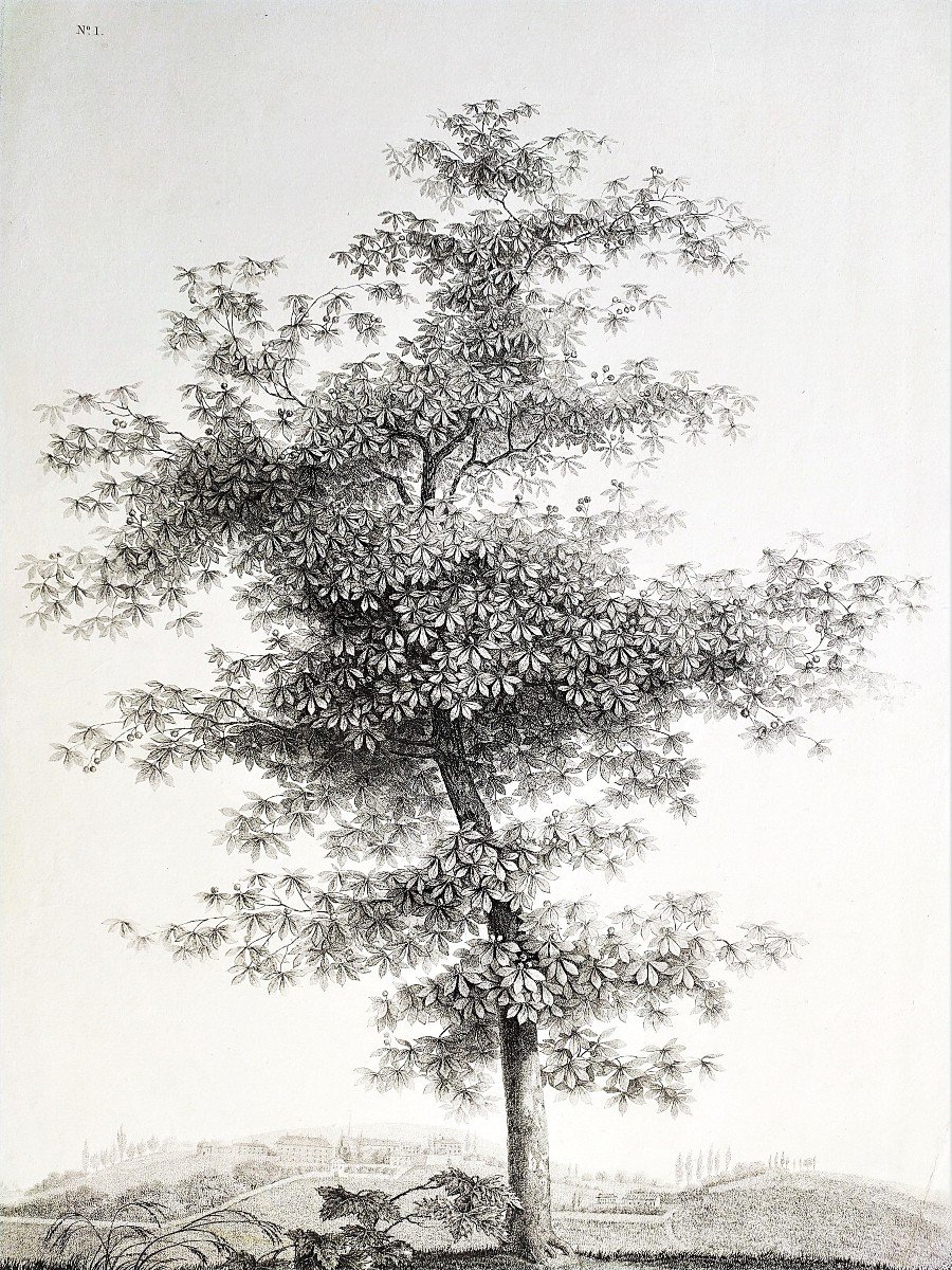 Landscape Study The Tree Empire Period Etching 19th C Old Print-photo-3