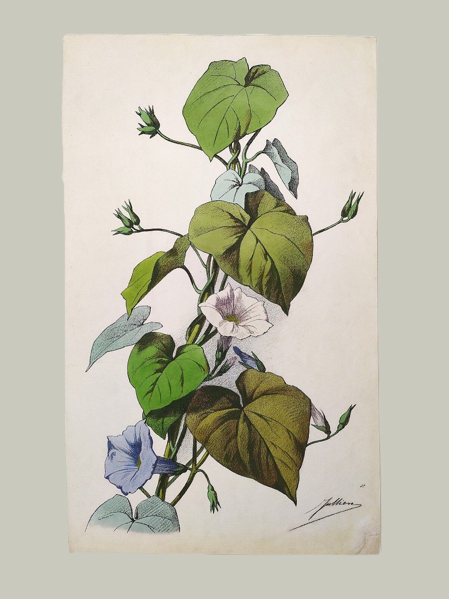 Bindweed Flowers By Julien Watercolor Lithograph 19th C Old Print-photo-2