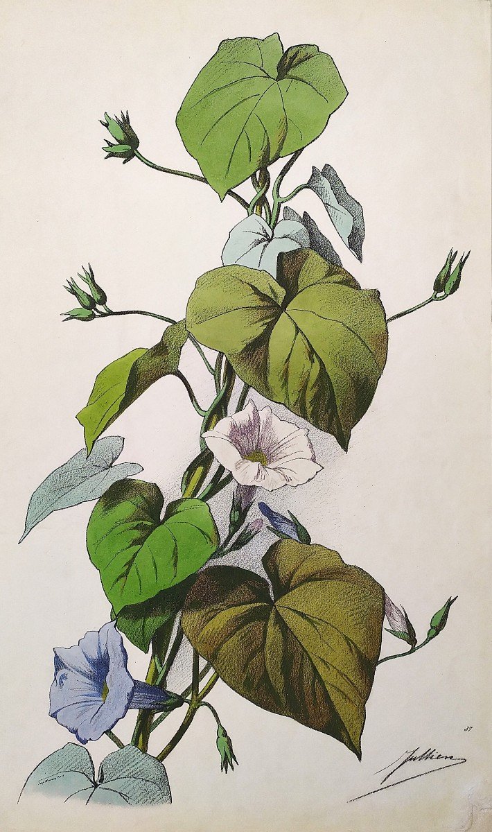 Bindweed Flowers By Julien Watercolor Lithograph 19th C Old Print-photo-3