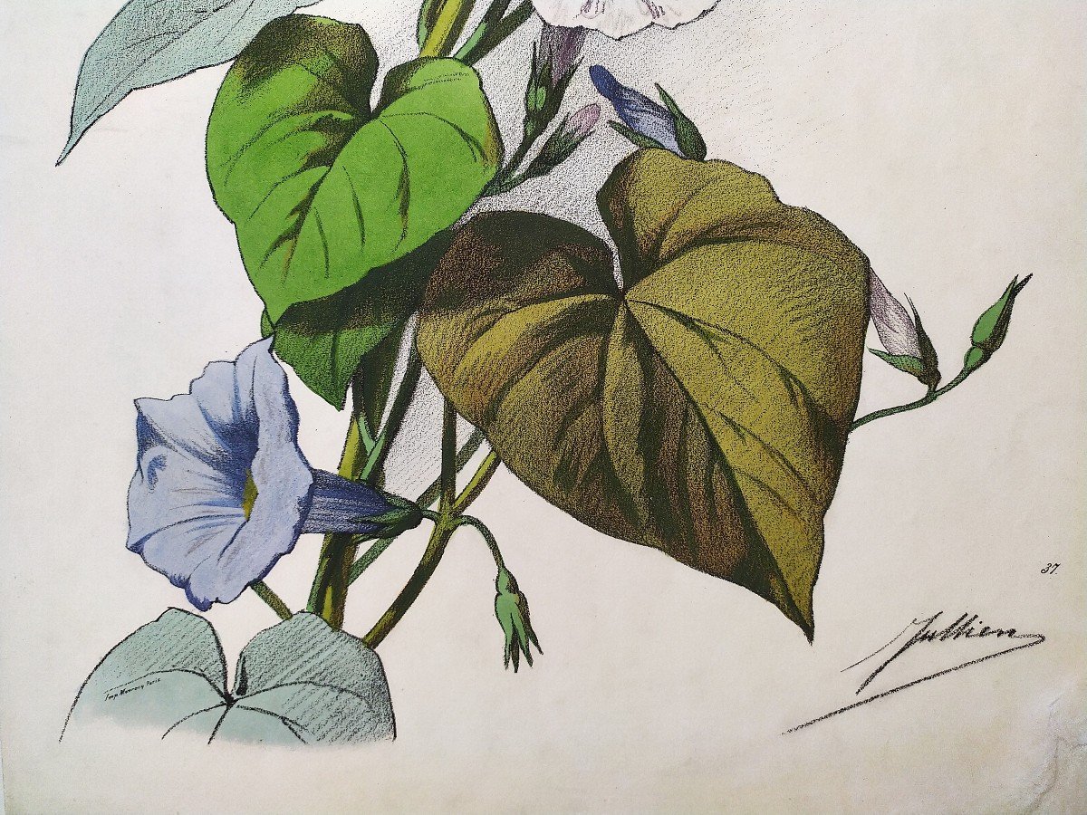 Bindweed Flowers By Julien Watercolor Lithograph 19th C Old Print-photo-4