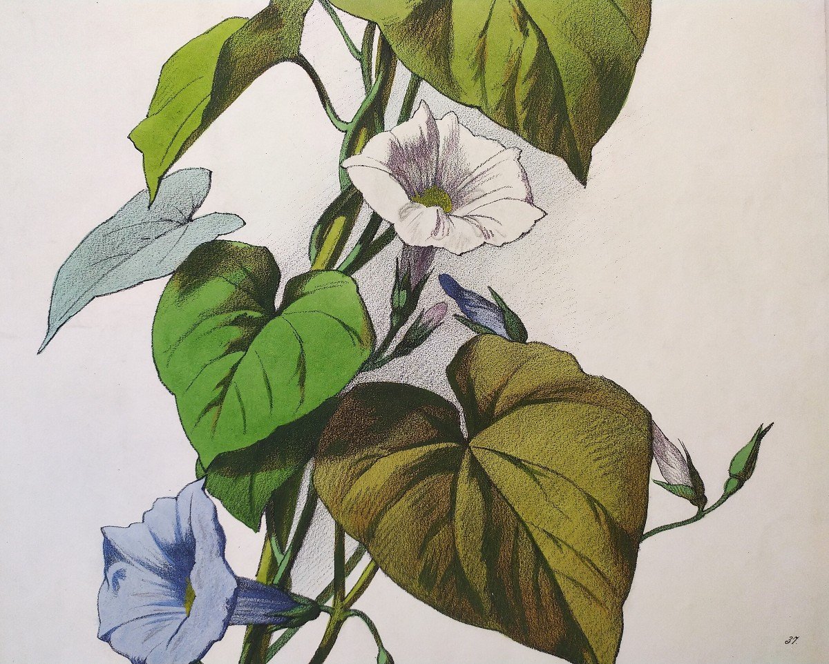 Bindweed Flowers By Julien Watercolor Lithograph 19th C Old Print-photo-1