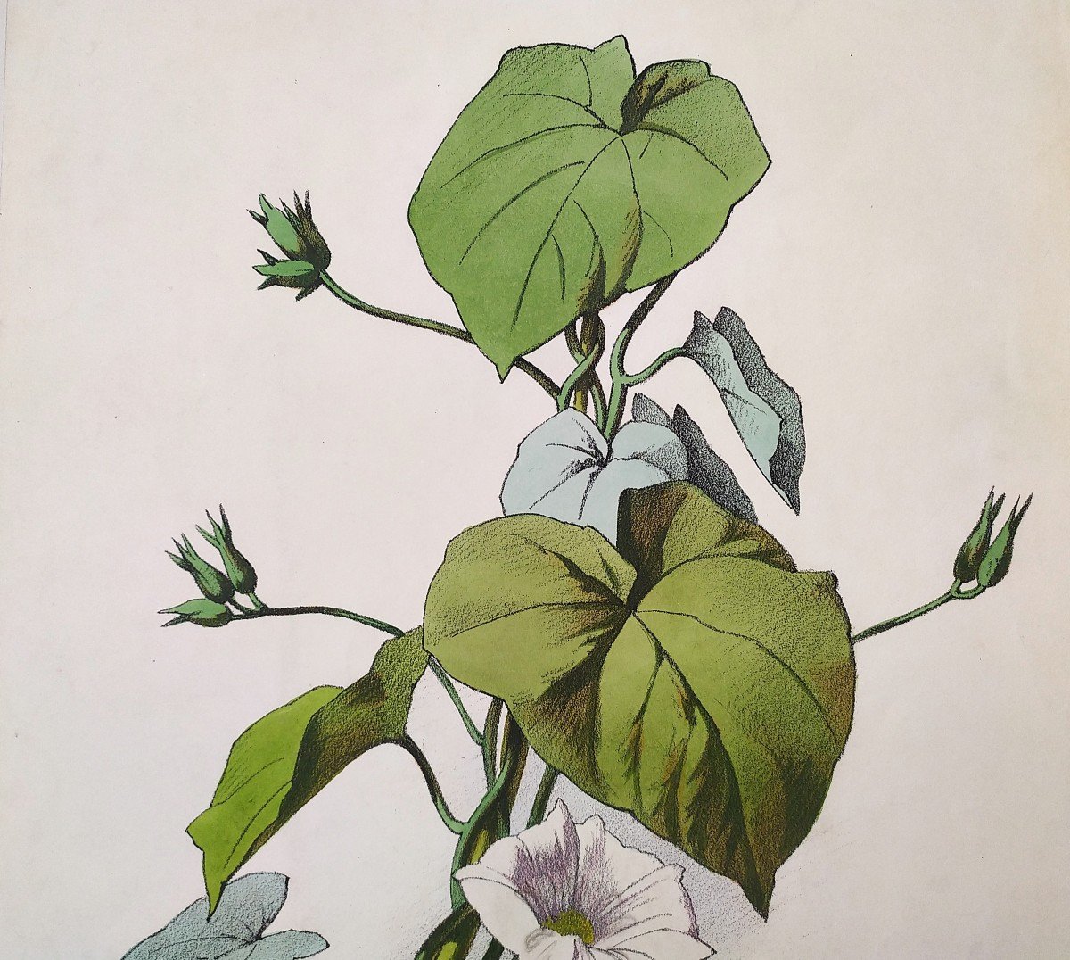 Bindweed Flowers By Julien Watercolor Lithograph 19th C Old Print-photo-2