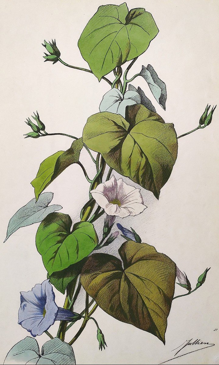 Bindweed Flowers By Julien Watercolor Lithograph 19th C Old Print-photo-3