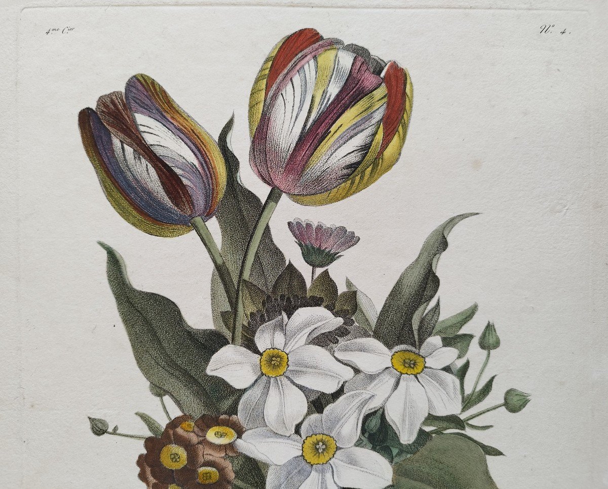 Fleurs Tulipes Narcisses Gravure Ancienne Botanique Aquarellée 18ème-photo-1