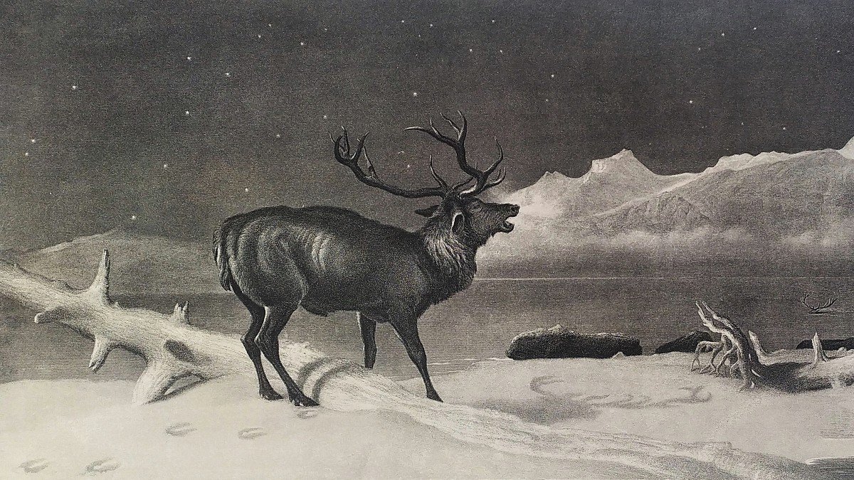 Edwin Landseer Etching Deer Engraving Animals 19th C Old Print-photo-2