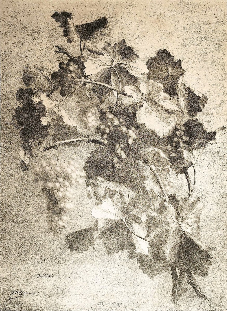 Grande Lithographie Ancienne Raisins  19ème-photo-1