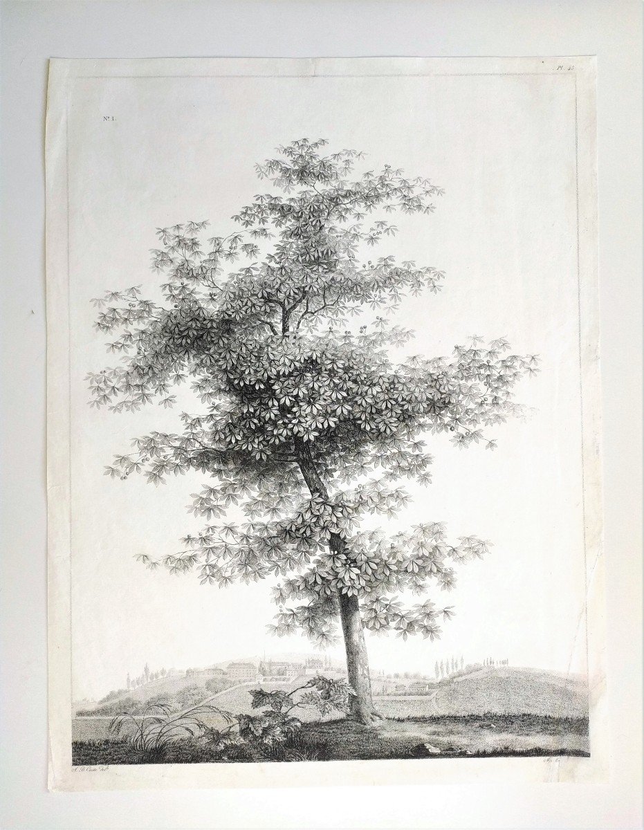 Paysage à l'Arbre  Gravure 19ème d'époque Empire -photo-2