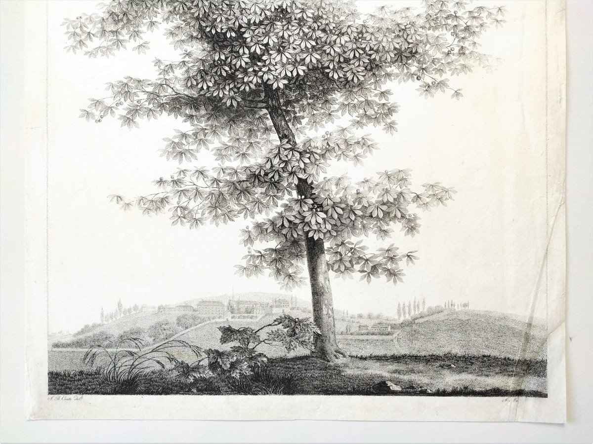 Paysage à l'Arbre  Gravure 19ème d'époque Empire -photo-3