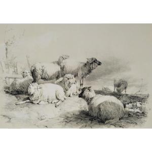 Sheep Lithograph After Thomas Sidney Cooper Flock Of Sheeps 19th Century Old Print