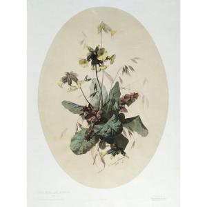 Still Life Field Flowers Watercolored Botanical Lithograph By Xavier Bronner Old Print