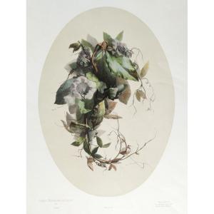 Nature Morte Fleurs Cobéa Par Xavier Bronner Lithographie Botanique Aquarellée  19ème