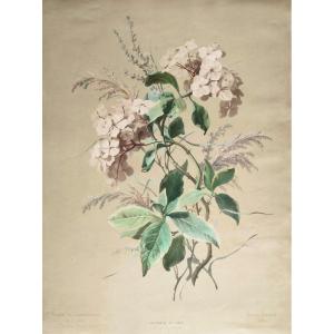 Hortensia Fleurs Grande Lithographie Botanique Aquarellée d'Après Chabal Dussurgey 19ème