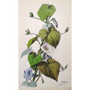 Bindweed Flowers By Julien Watercolor Lithograph 19th C Old Print