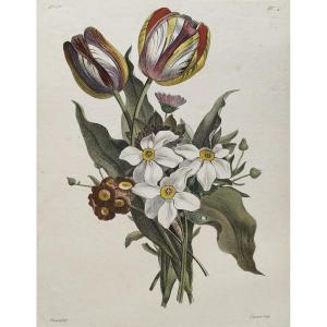 Flowers Tulips Narcissus Botanical Engraving Watercolored 18th C Etching Old Print