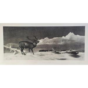 Edwin Landseer Etching Deer Engraving Animals 19th C Old Print