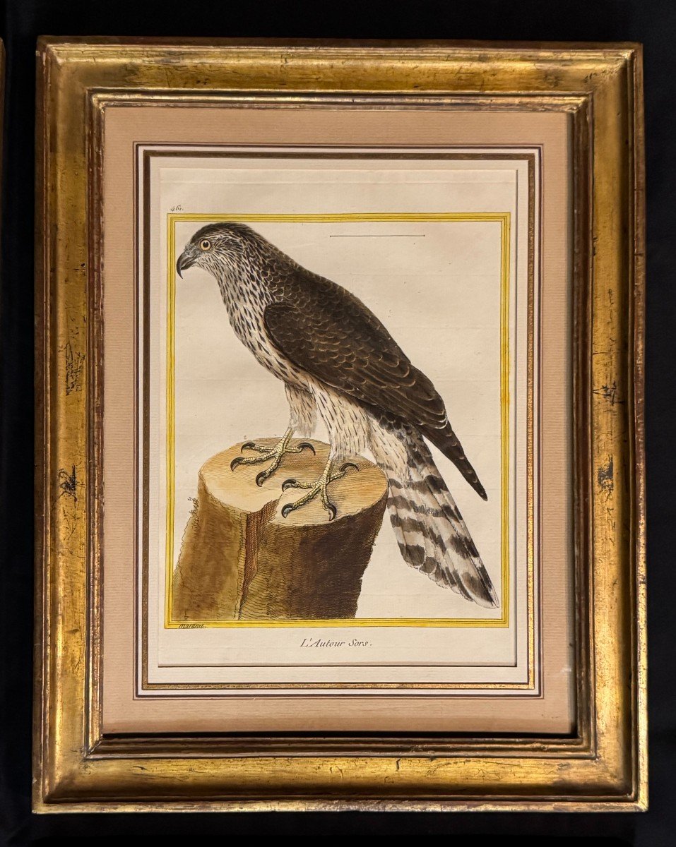 Set Of 4 Framed Engravings By Martinet For Buffon – Birds – Birds Of Prey – 18th Century-photo-2