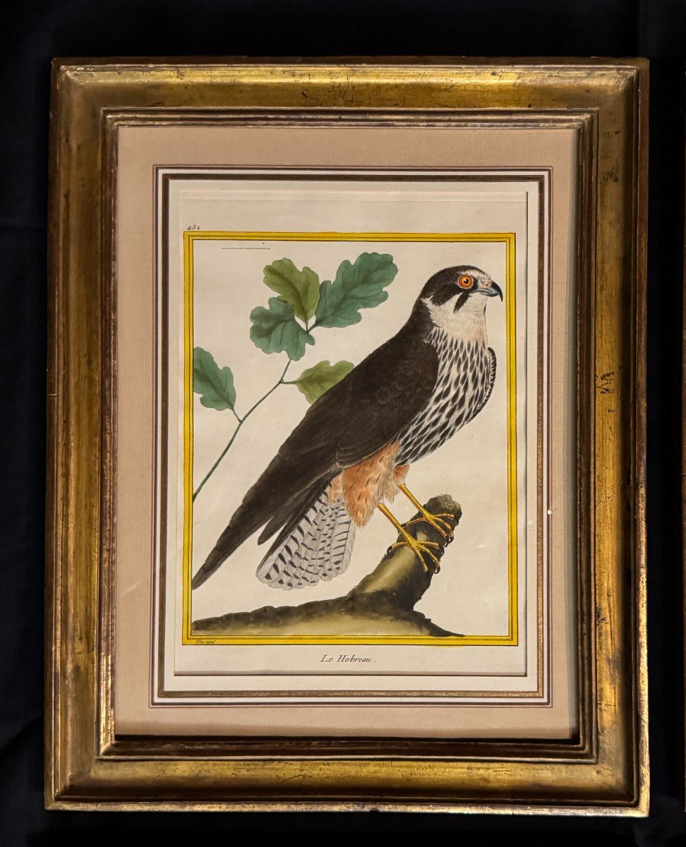 Suite de 4 gravures encadrées par Martinet pour Buffon – oiseaux – rapaces – 18eme-photo-3