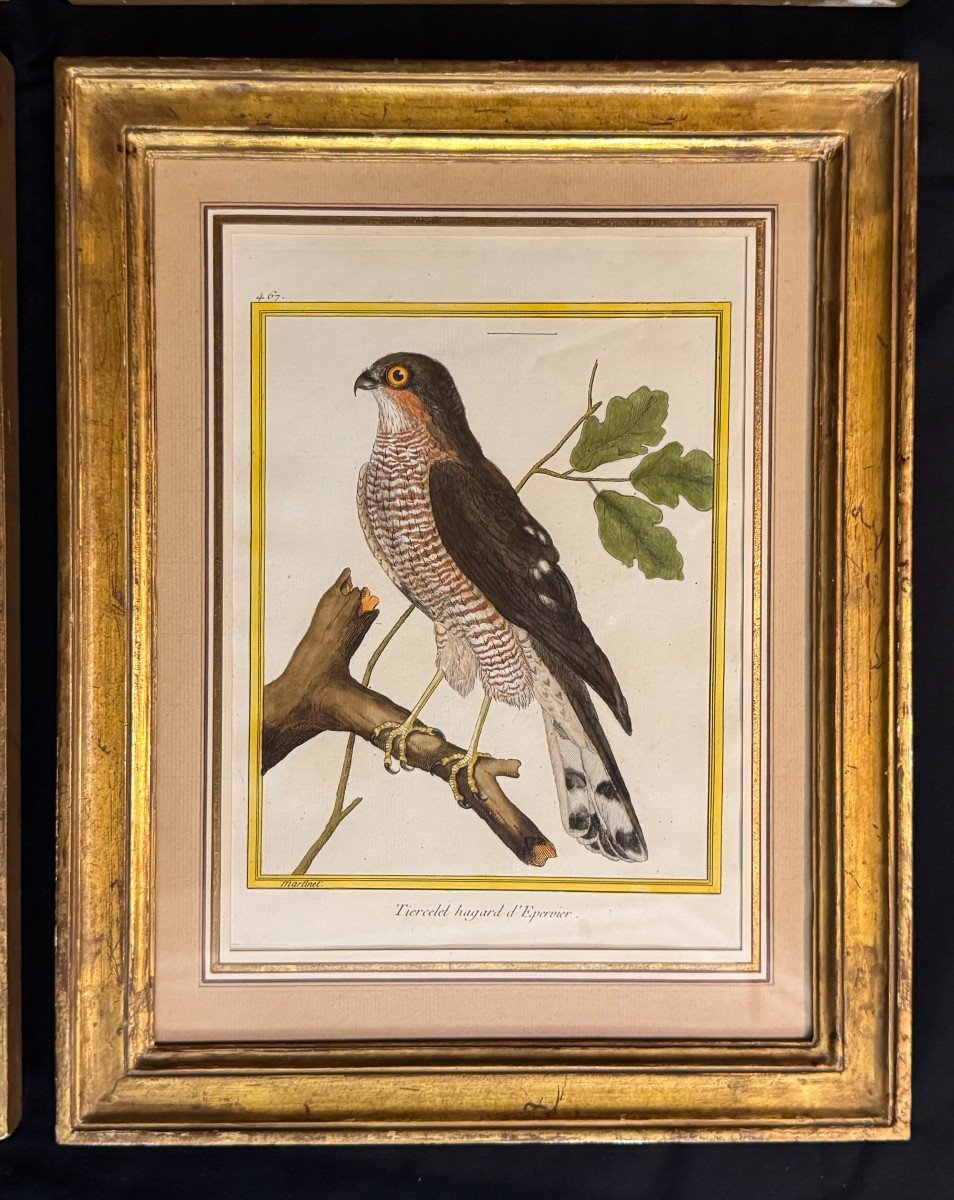 Suite de 4 gravures encadrées par Martinet pour Buffon – oiseaux – rapaces – 18eme-photo-1