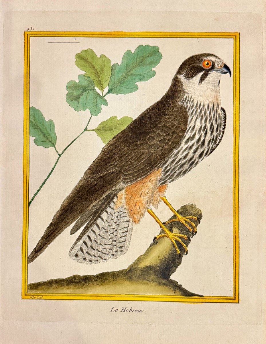 Suite de 4 gravures encadrées par Martinet pour Buffon – oiseaux – rapaces – 18eme-photo-2