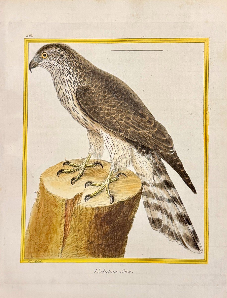 Suite de 4 gravures encadrées par Martinet pour Buffon – oiseaux – rapaces – 18eme-photo-3