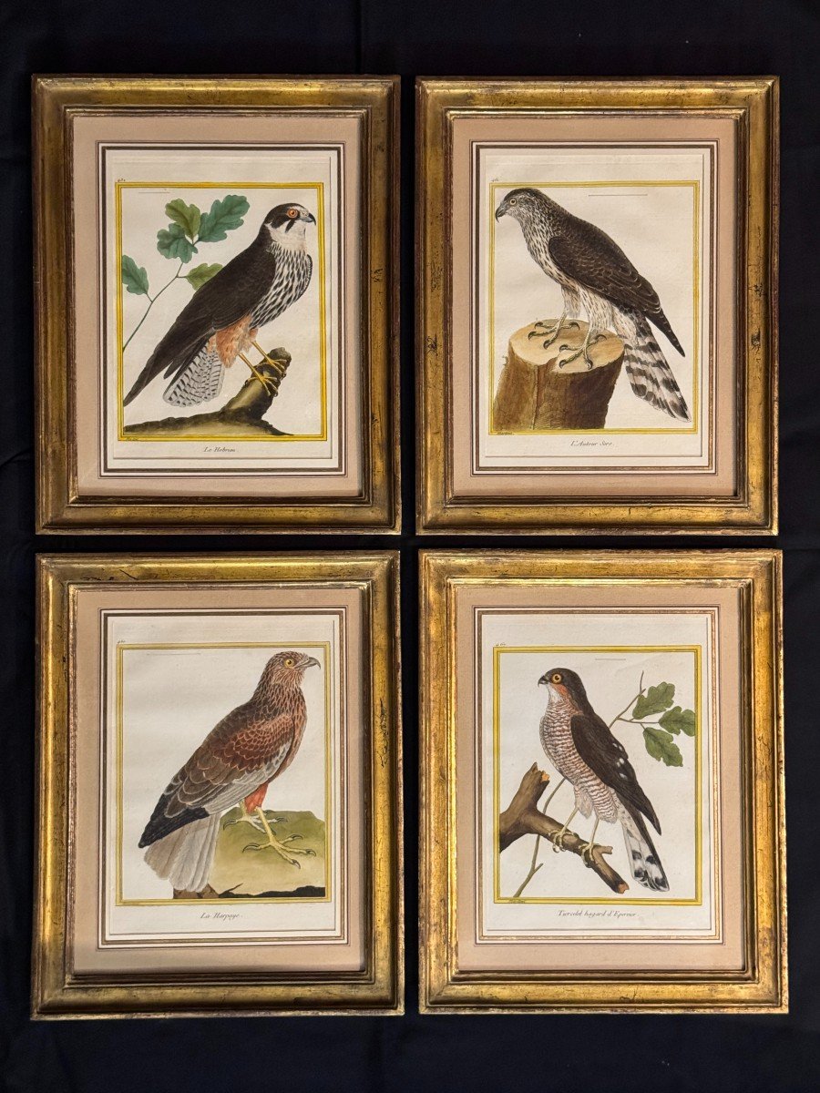 Suite de 4 gravures encadrées par Martinet pour Buffon – oiseaux – rapaces – 18eme-photo-5