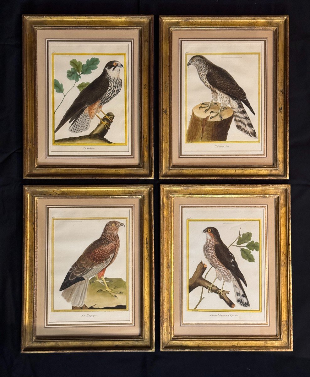 Suite de 4 gravures encadrées par Martinet pour Buffon – oiseaux – rapaces – 18eme