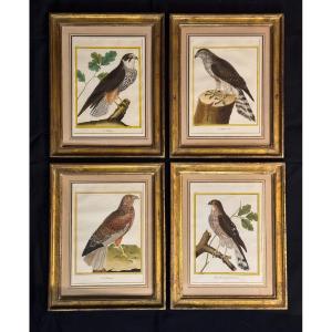 Suite de 4 gravures encadrées par Martinet pour Buffon – oiseaux – rapaces – 18eme