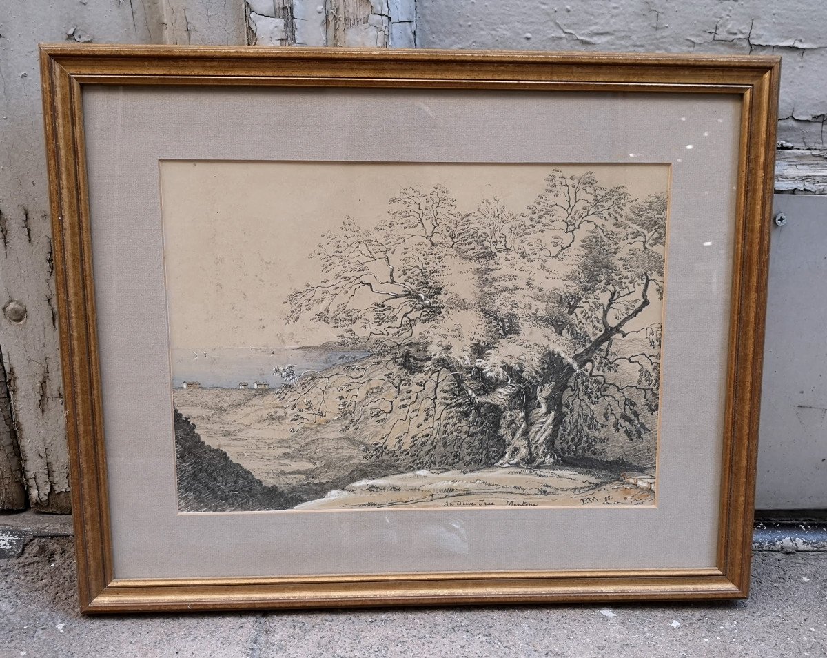 19th Century Drawing And Watercolor "an Olive Tree Mentone"