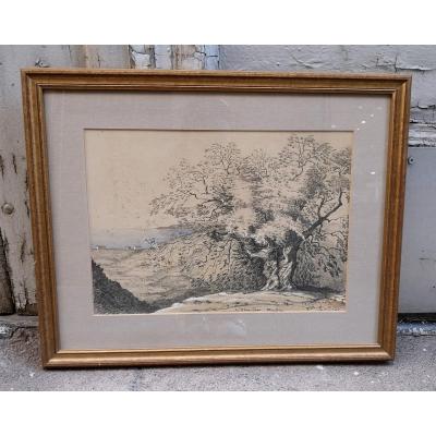 19th Century Drawing And Watercolor "an Olive Tree Mentone"