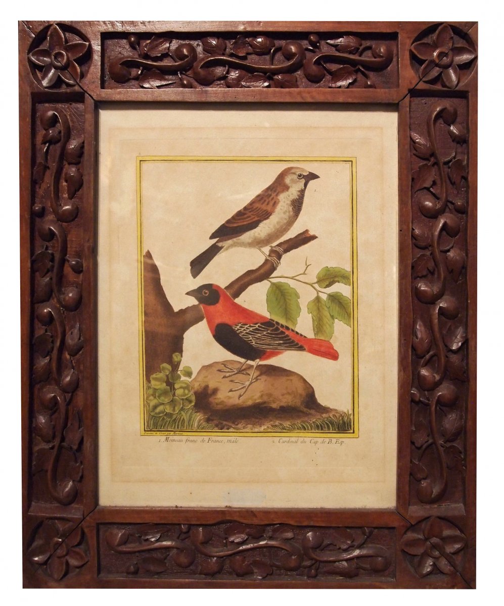 A Pair Of Engravings, Birds-photo-3