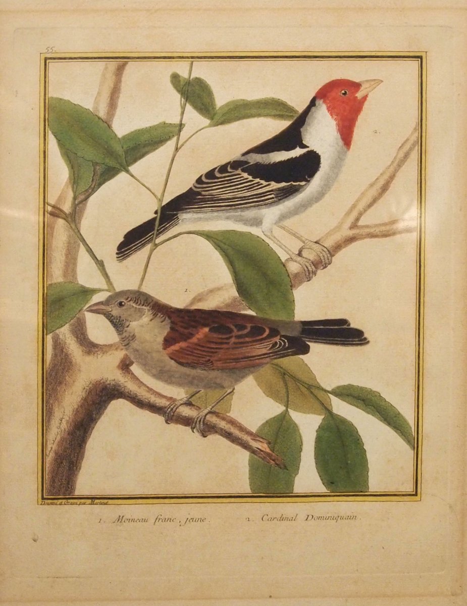 A Pair Of Engravings, Birds-photo-1