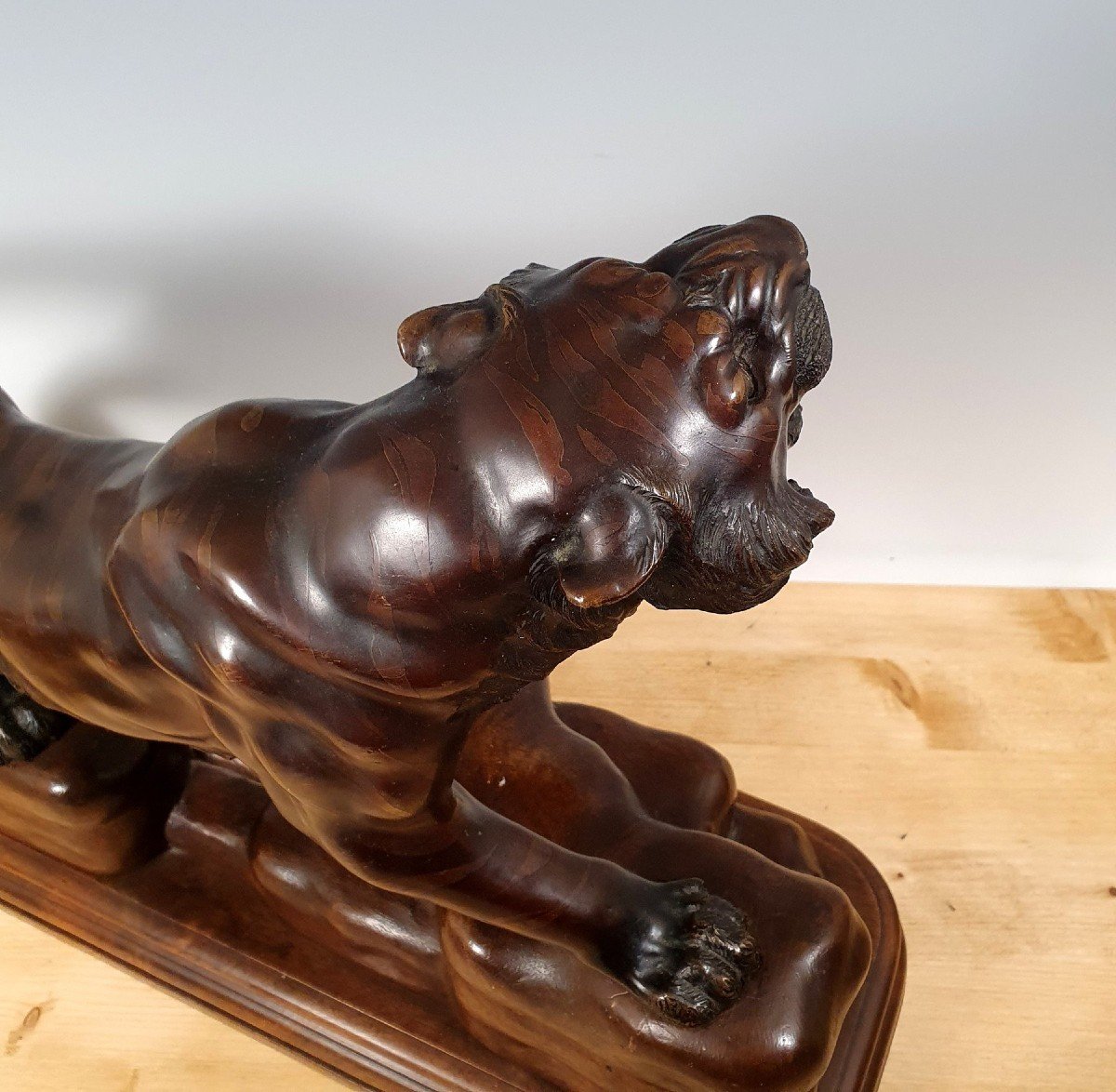 Tiger Bronze-photo-3