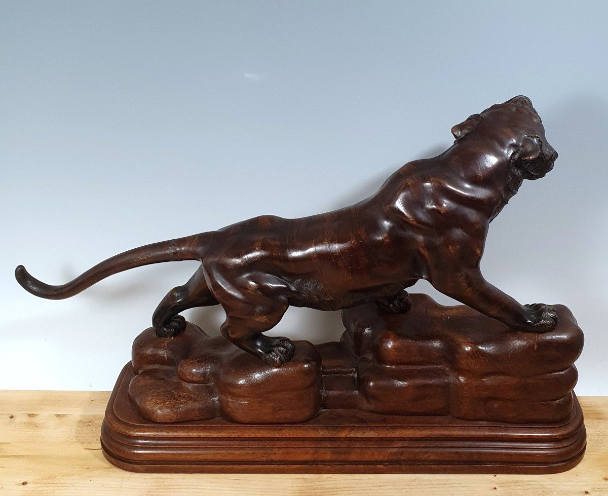 Tiger Bronze-photo-5