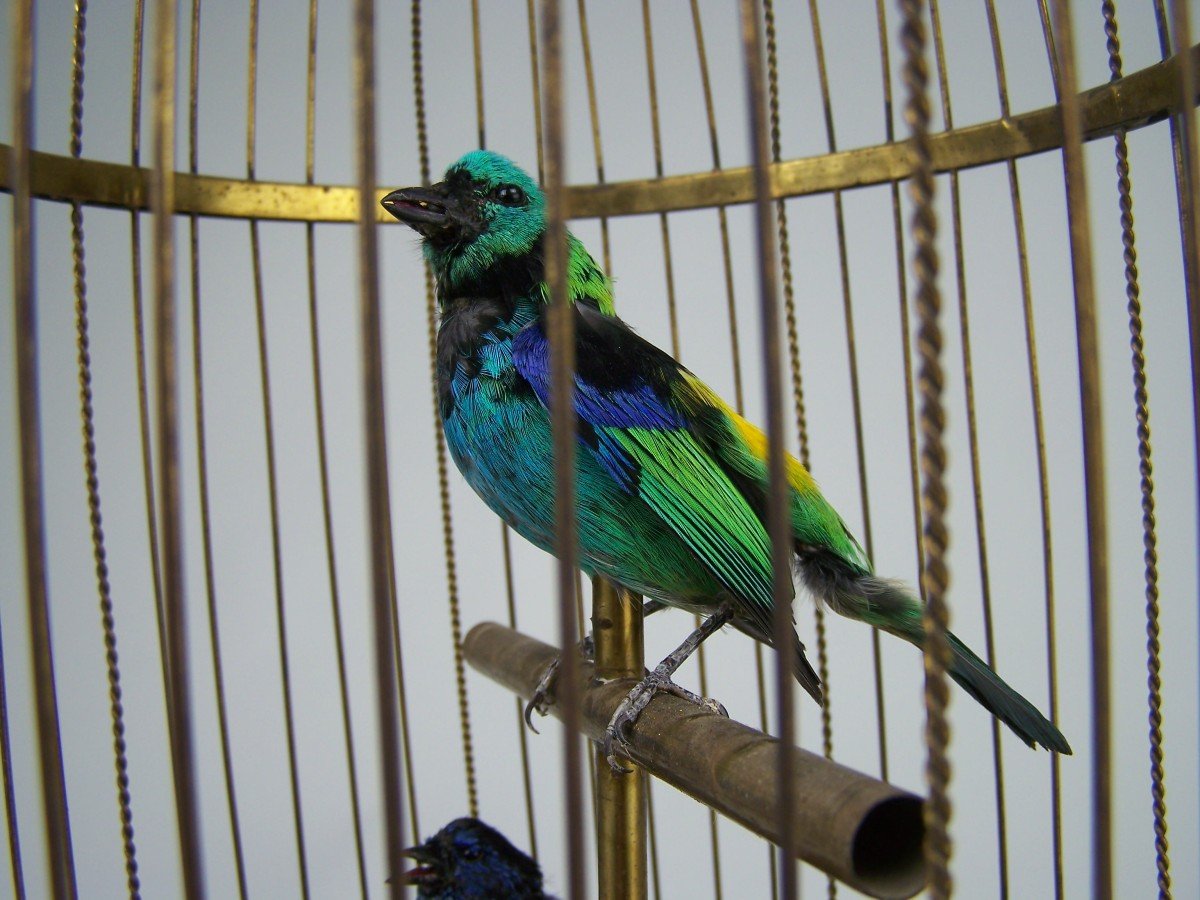 Singing Bird Cage With 2 Birds By Bontems (paris)-photo-1