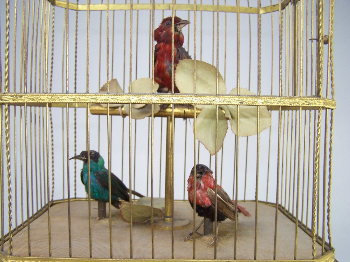 Cage à Oiseau Chanteur Avec  3 Oiseaux Par Bontems (paris)-photo-3