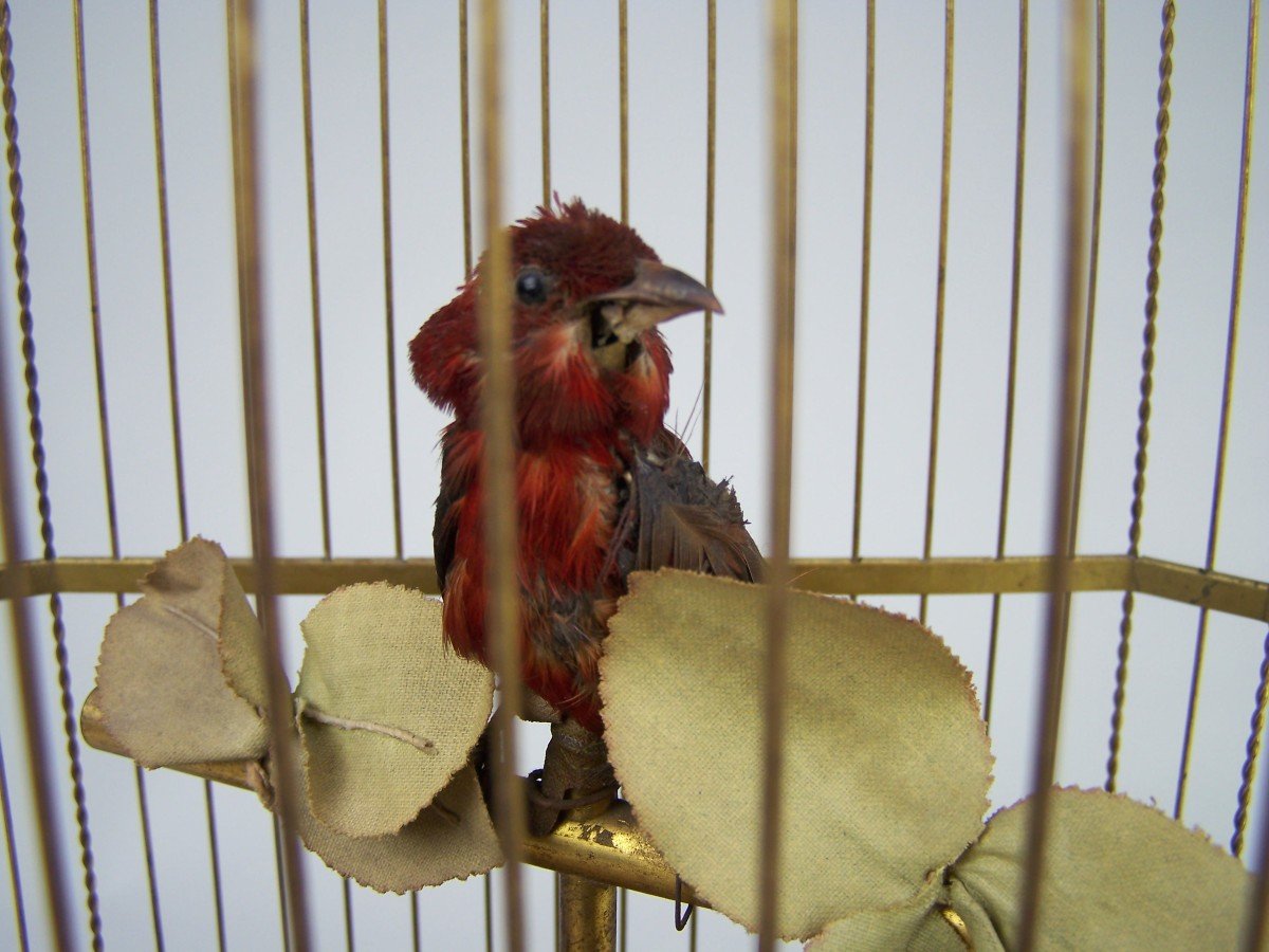 Cage à Oiseau Chanteur Avec  3 Oiseaux Par Bontems (paris)-photo-1